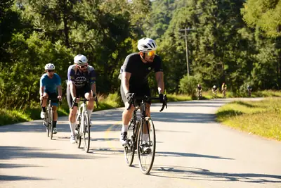 A group of road cyclists riding along a sunny tree-lined road